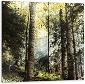 WallClassics - Tuinposter – Groene Bomen met Zon - 100x100 cm Foto op Tuinposter  (wanddecoratie voor buiten en binnen)