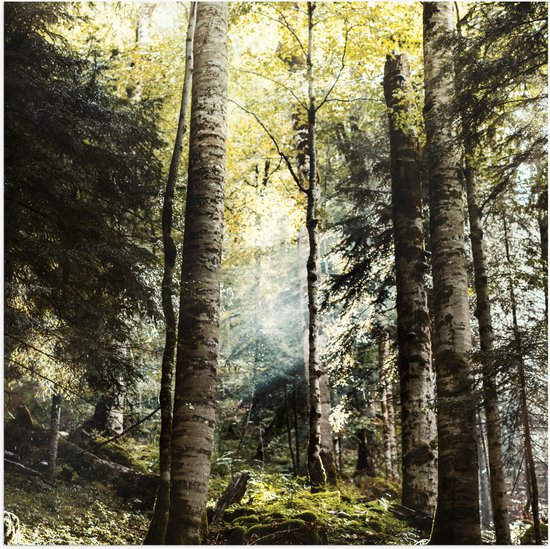 WallClassics - Poster Glanzend – Groene Bomen met Zon - 50x50 cm Foto op Posterpapier met Glanzende Afwerking