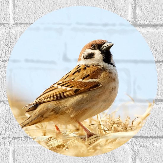 WallClassics - Muursticker Cirkel - Ringmus Vogeltje in Graanveld - 30x30 cm Foto op Muursticker