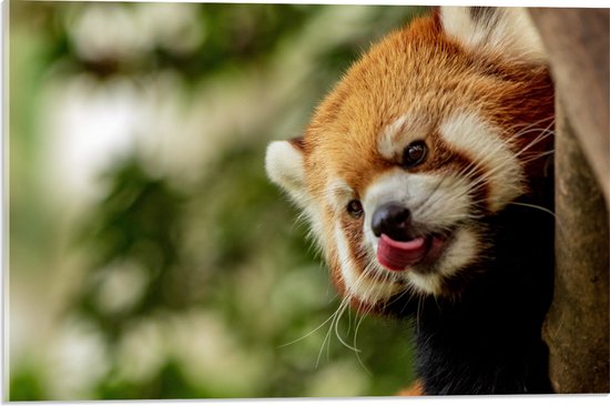 WallClassics - Acrylglas - Kleine Rode Panda heeft Honger - 60x40 cm Foto op Acrylglas (Met Ophangsysteem)