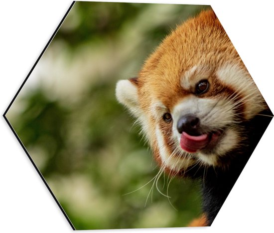 WallClassics - Dibond Hexagon - Kleine Rode Panda heeft Honger - 40x34.8 cm Foto op Hexagon (Met Ophangsysteem)