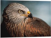 WallClassics - Drapeau - Cerf-volant oiseau de proie - 80x60 cm Photo sur Drapeau Polyester
