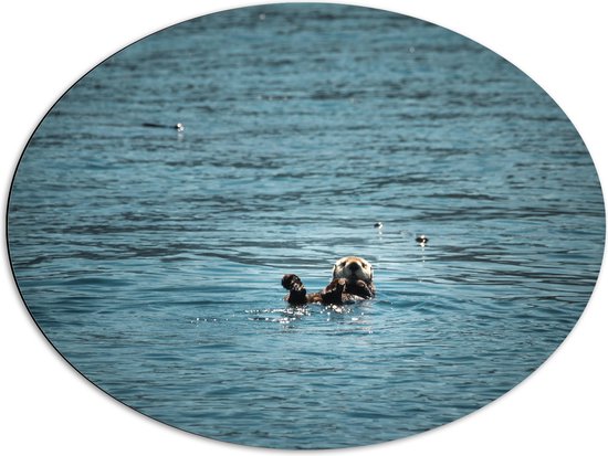 WallClassics - Dibond Ovaal - Otter in de Zee - 80x60 cm Foto op Ovaal (Met Ophangsysteem)