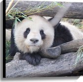 WallClassics - Canvas  - Panda tussen Balken - 60x60 cm Foto op Canvas Schilderij (Wanddecoratie op Canvas)