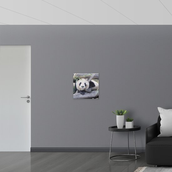 Dibond - Panda tussen Balken - 50x50 cm Foto op Aluminium (Met Ophangsysteem)