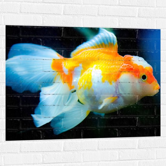 WallClassics - Muursticker - Oranje Witte Goudvis - 100x75 cm Foto op Muursticker