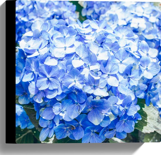 WallClassics - Canvas  - Grote Blauwe Hortensia Bloemen - 30x30 cm Foto op Canvas Schilderij (Wanddecoratie op Canvas)