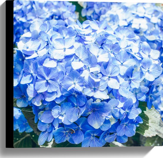 Gros plan sur une toile représentant des fleurs d'hortensia bleu vif en pleine floraison.
