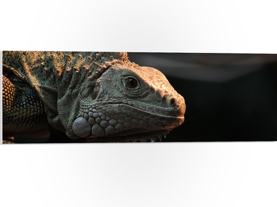 WallClassics - Panneau de mousse PVC - Reptile iguane - Photo 90 x 30 cm sur panneau de mousse PVC (avec système de suspension)