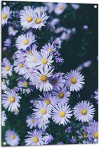 WallClassics - Tuinposter – Bovenaanzicht van Madeliefjes - 70x105 cm Foto op Tuinposter  (wanddecoratie voor buiten en binnen)