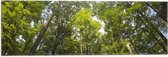 WallClassics - Vlag - Boomtoppen - 60x20 cm Foto op Polyester Vlag