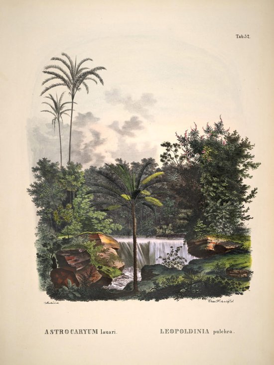 Affiche Historia Naturalis - Grand 30x40 - Astrocaryum Lauari - Imprimé Botanique - Vintage