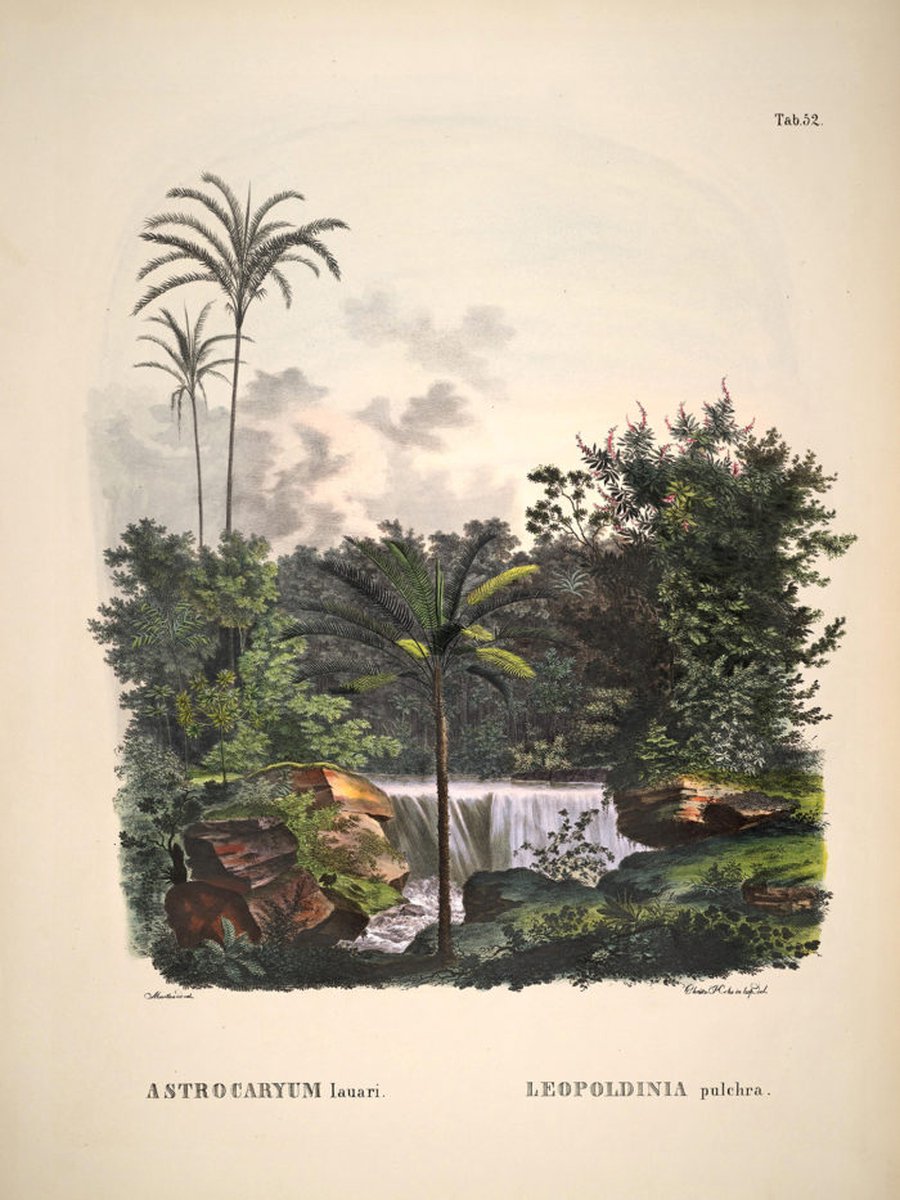 Esque Poster Historia Naturalis - Large 30x40 - Astrocaryum Lauari - Botanische Print - Vintage Losse Poster