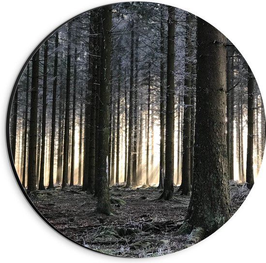 WallClassics - Dibond Muurcirkel - Bevroren Bomen in de Ochtend - 20x20 cm Foto op Aluminium Muurcirkel (met ophangsysteem)