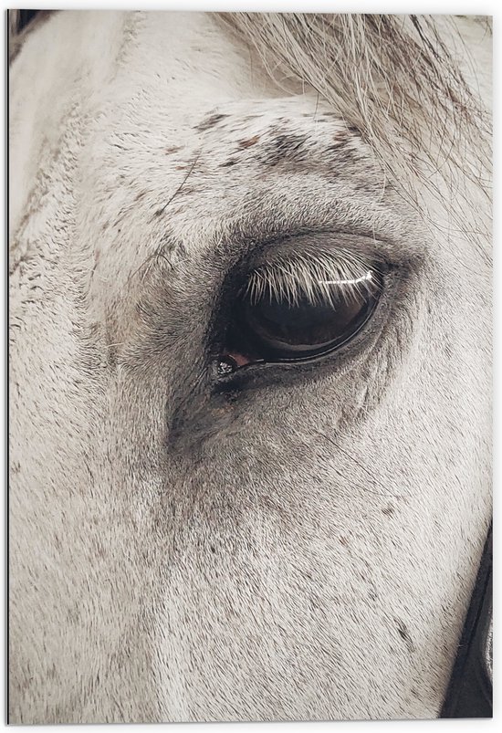 WallClassics - Dibond - Één oog van Wit Paard - 70x105 cm Foto op Aluminium (Wanddecoratie van metaal)