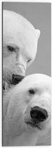 WallClassics - Dibond - Twee Liefdevolle IJsberen (Zwart/wit) - 30x90 cm Foto op Aluminium (Wanddecoratie van metaal)