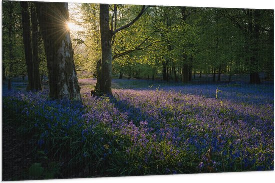 WallClassics - Vlag - Zonnetje Schijnend op Lavendel  - 150x100 cm Foto op Polyester Vlag