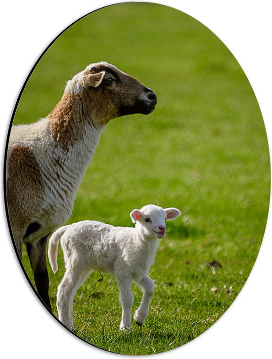 WallClassics - Dibond Ovaal - Vader Schaap met Lammetje in het Veld - 30x40 cm Foto op Ovaal (Met Ophangsysteem)