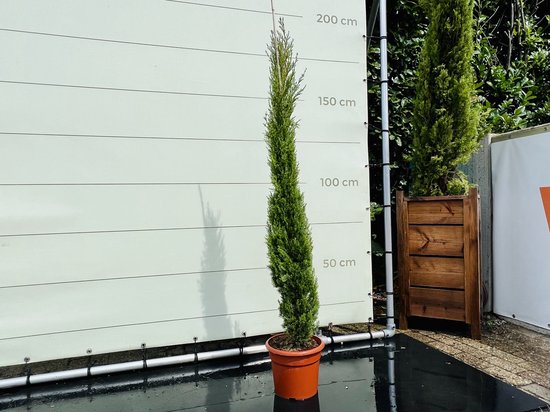 Italiaanse cipres met smalle, piramidale groei, in een bruine pot. Meet ongeveer 175 cm.