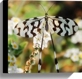 WallClassics - Canvas  - Zwart/Witte Vlinder op Witte Bloemen - 30x30 cm Foto op Canvas Schilderij (Wanddecoratie op Canvas)
