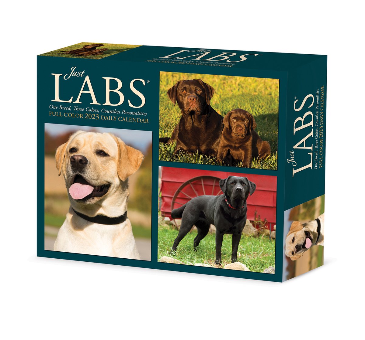Labrador Retriever Kalender 2023 Boxed