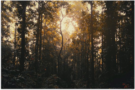 WallClassics - Poster Glossy – Crépuscule dans les bois - 90x60 cm Photo sur Papier Poster avec Finition Brillante