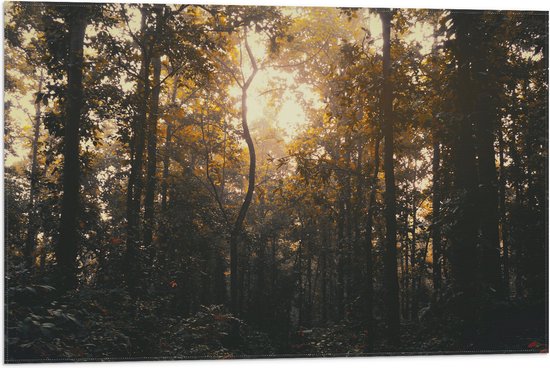 WallClassics - Drapeau - Crépuscule dans la forêt - 75x50 cm Photo sur Drapeau Polyester