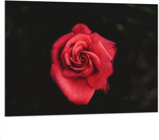 WallClassics - Dibond - Fel Rode Roos met Donkere Achtergrond - 100x75 cm Foto op Aluminium (Wanddecoratie van metaal)