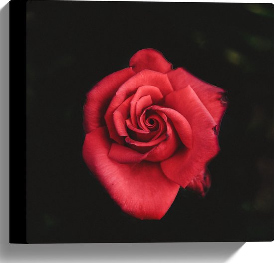 WallClassics - Canvas  - Fel Rode Roos met Donkere Achtergrond - 30x30 cm Foto op Canvas Schilderij (Wanddecoratie op Canvas)