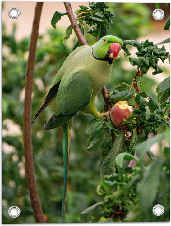 WallClassics - Tuinposter – Parkiet Eet een Appel - 30x40 cm Foto op Tuinposter  (wanddecoratie voor buiten en binnen)