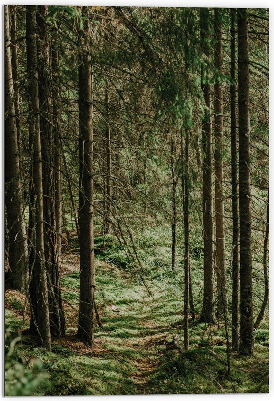 WallClassics - Dibond - Groene Bladeren op de Grond van Bomen - 70x105 cm Foto op Aluminium (Met Ophangsysteem)