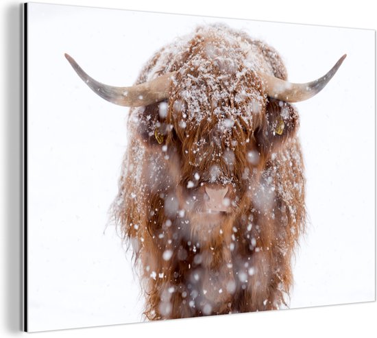 Wanddecoratie Metaal - Aluminium Schilderij - Schotse hooglander - Sneeuwvlok - Winter - Dibond