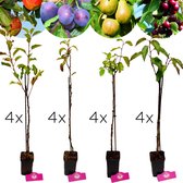 Set van 16 fruitbomen - 4x Appel, 4x Peer, 4x Kers, 4x Pruim - Hoogte 60cm - 9cm pot - Mix B