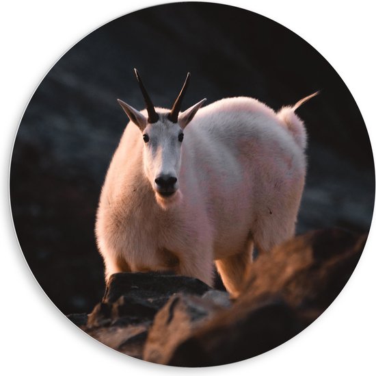 WallClassics - Panneau mural en mousse PVC - Chèvre Witte dans les Montagnes - Photo 80 x 80 cm sur panneau mural (avec système de suspension)