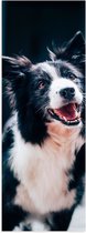 WallClassics - Poster Glanzend – Vrolijke Wit met Zwarte Hond - 30x90 cm Foto op Posterpapier met Glanzende Afwerking