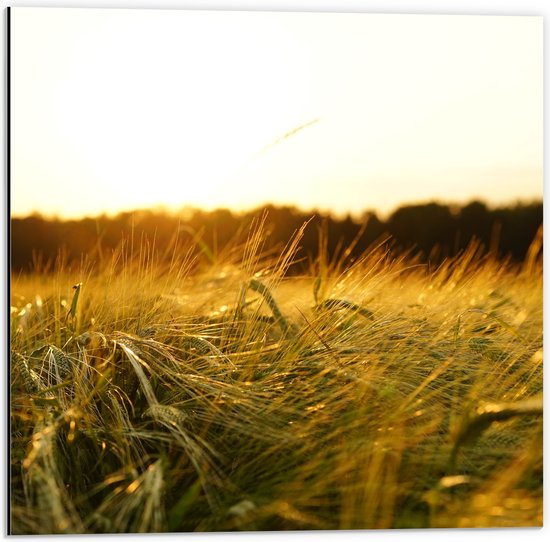 WallClassics - Dibond - Sauterelle dans l'herbe - Photo 50x50 cm sur Aluminium (Avec Système d'accrochage)