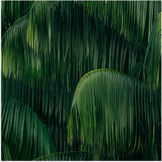 WallClassics - Poster (Mat) - Groene Plant met Lange Bladeren - 50x50 cm Foto op Posterpapier met een Matte look