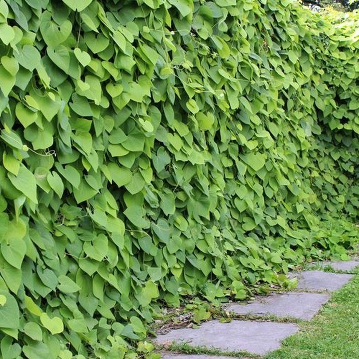 Aristolochia (Duitse Pijp) - Klimplant met pijpvormige bloemen - Meerjarig en Winterharde Tuinplanten | 1,5 liter pot