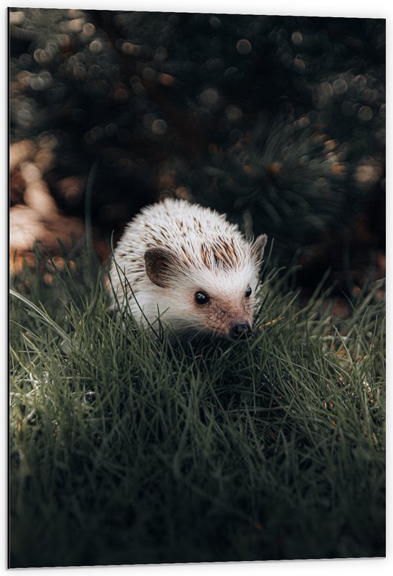 WallClassics - Dibond - Witte Egel in het Gras - 60x90 cm Foto op Aluminium (Met Ophangsysteem)