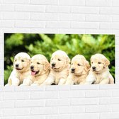 WallClassics - Muursticker - Vijf Puppies op een Rij - 100x50 cm Foto op Muursticker