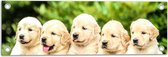 WallClassics - Tuinposter – Vijf Puppies op een Rij - 60x20 cm Foto op Tuinposter  (wanddecoratie voor buiten en binnen)