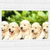 WallClassics - Muursticker - Vijf Puppies op een Rij - 60x40 cm Foto op Muursticker