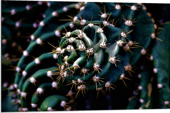 WallClassics - Dibond - Prikkels van Cactus - 90x60 cm Foto op Aluminium (Wanddecoratie van metaal)