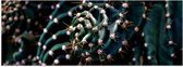 WallClassics - Poster Glossy - Prickles of Cactus - 60x20 cm Photo sur Papier Poster avec Finition Brillante