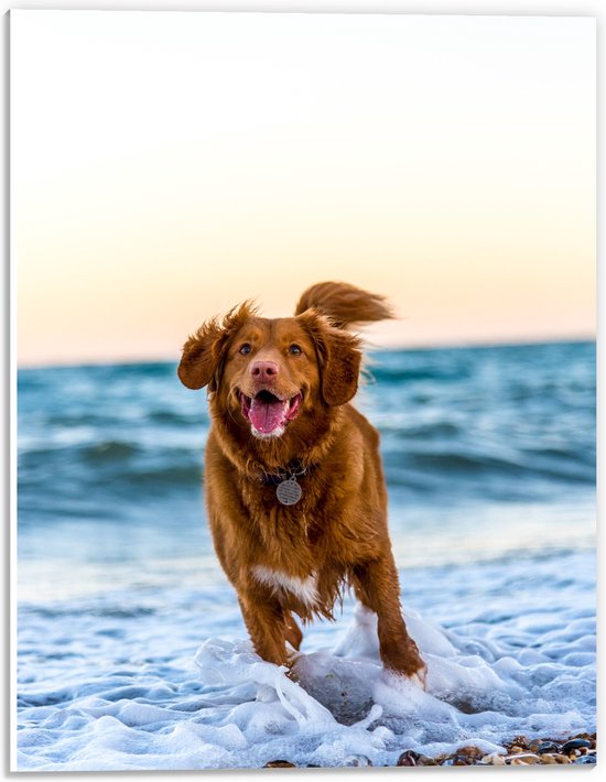 WallClassics - PVC Schuimplaat - Vrolijke Hond op het Strand - 30x40 cm Foto op PVC Schuimplaat (Met Ophangsysteem)