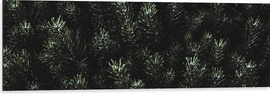 WallClassics - Dibond - Naalden van een Denneboom - 120x40 cm Foto op Aluminium (Wanddecoratie van metaal)