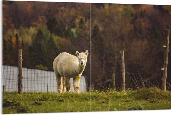 WallClassics - Acrylglas - Alpaca in de Wei - 120x80 cm Foto op Acrylglas (Wanddecoratie op Acrylaat)