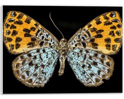 PVC Schuimplaat - Apodemia Vlinder met Zwarte Achtergrond - 40x30 cm Foto op PVC Schuimplaat (Met Ophangsysteem)