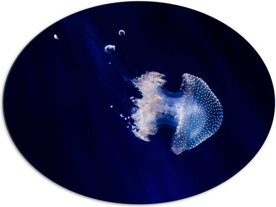 WallClassics - Dibond Ovaal - Witte Kwal onder Blauw Water - 108x81 cm Foto op Ovaal (Met Ophangsysteem)