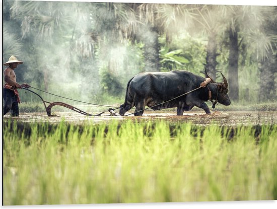 WallClassics - Dibond - Waterbuffel aan het Werk - 80x60 cm Foto op Aluminium (Wanddecoratie van metaal)